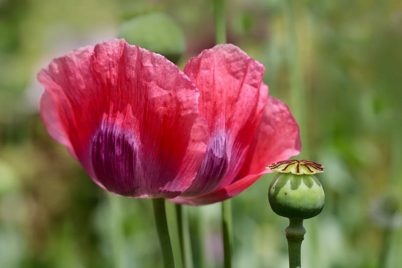 Remembrance Day